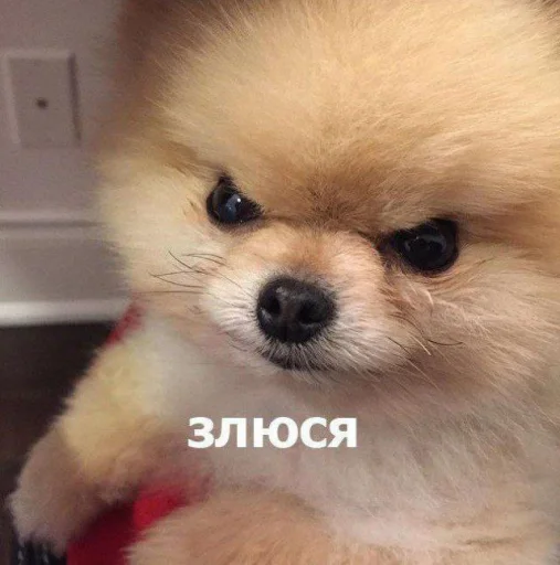 😠 Стикер «cute dogs meme» для Telegram