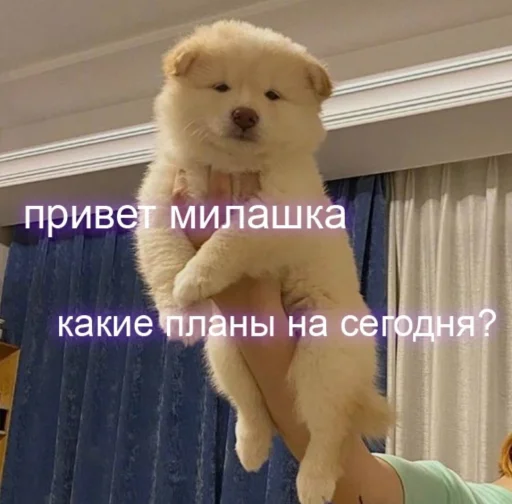 🌝 Стикер «cute dogs meme» для Telegram