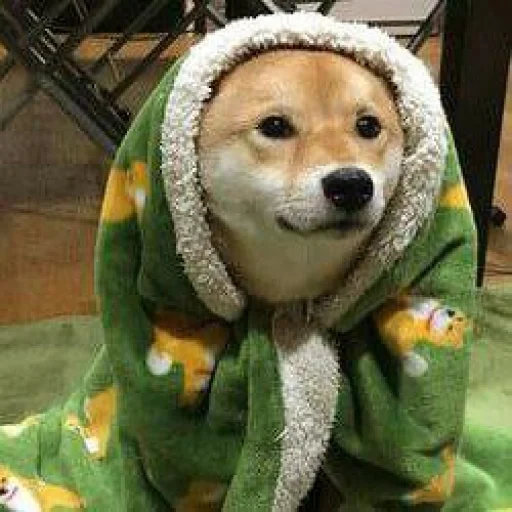 🌚 Стикер «cute dogs meme» для Telegram
