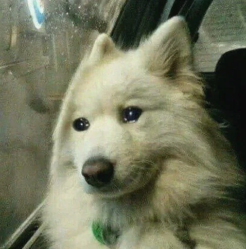 🥺 Стикер «cute dogs meme» для Telegram