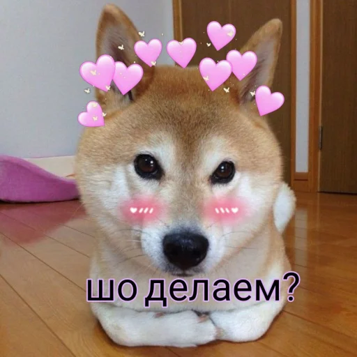 🌚 Стикер «cute dogs meme» для Telegram