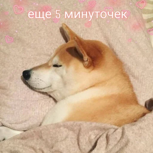 💤 Стикер «cute dogs meme» для Telegram
