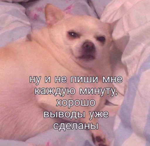 😒 Стикер «cute dogs meme» для Telegram