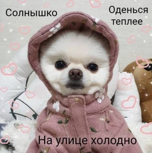 ❄️ Стикер «cute dogs meme» для Telegram