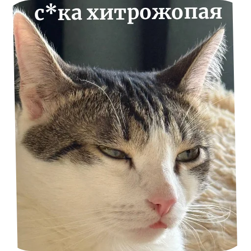 😎 Стикер «cuteenot» для Telegram