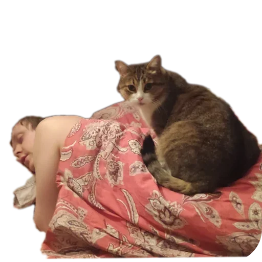 🛋 Стикер «cuteenot» для Telegram