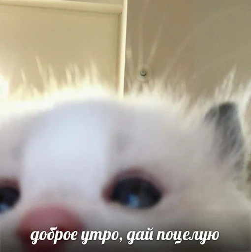 😘 Стикер «pisi» для Telegram