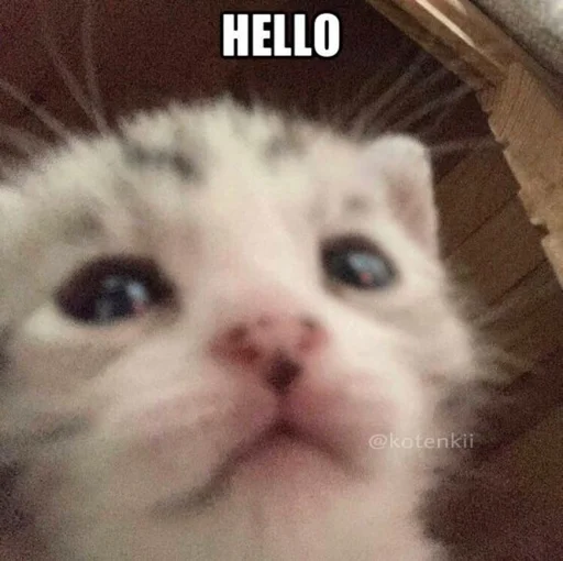 👋 Стикер «pisi» для Telegram