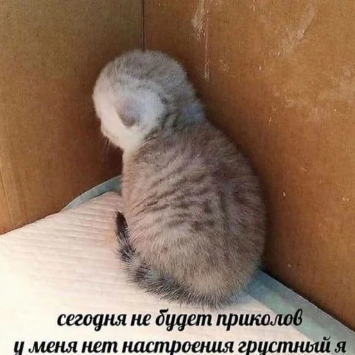 😔 Стикер «pisi» для Telegram