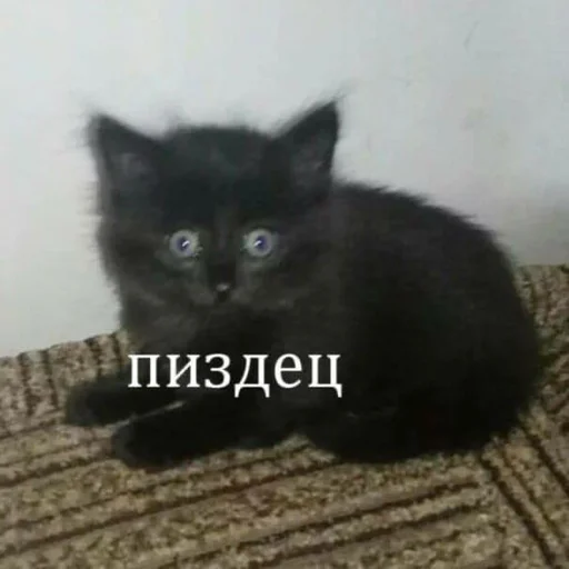 👍 Стикер «pisi» для Telegram