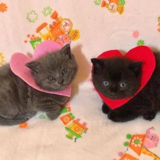 💖 Стикер «pisi» для Telegram
