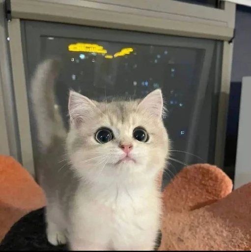 😊 Стикер «pisi» для Telegram