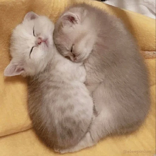 🥰 Стикер «pisi» для Telegram