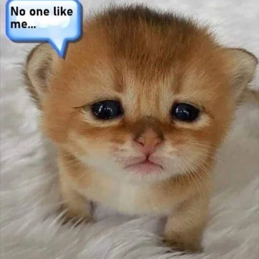 😓 Стикер «pisi» для Telegram