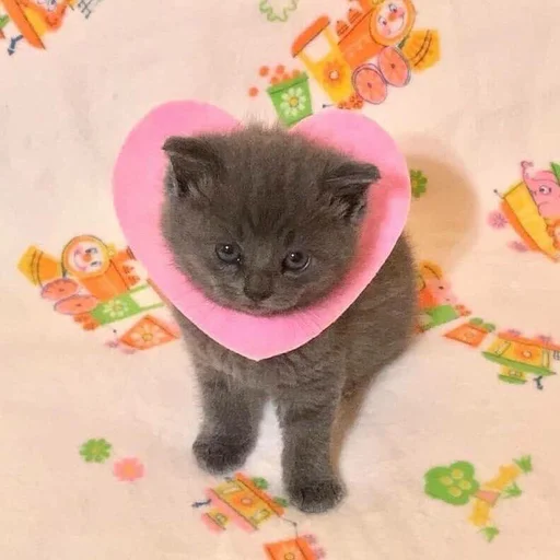 💓 Стикер «pisi» для Telegram