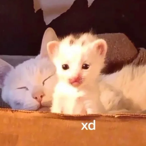 🥱 Стикер «pisi» для Telegram