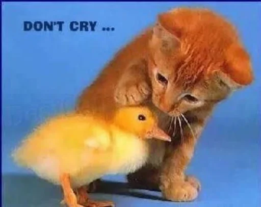 🥺 Стикер «pisi» для Telegram