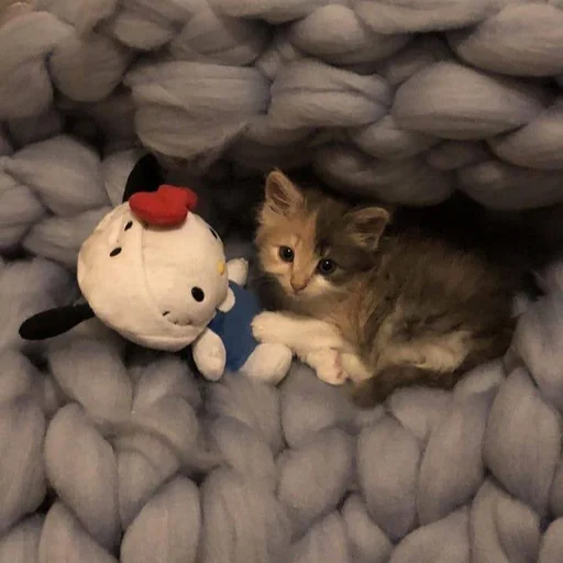 ☺️ Стикер «pisi» для Telegram
