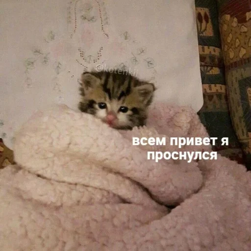 🥱 Стикер «pisi» для Telegram