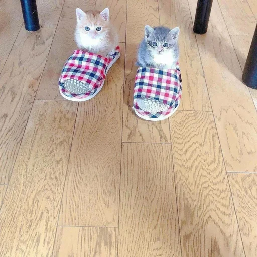 💞 Стикер «pisi» для Telegram