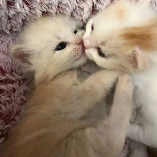 🥰 Стикер «pisi» для Telegram