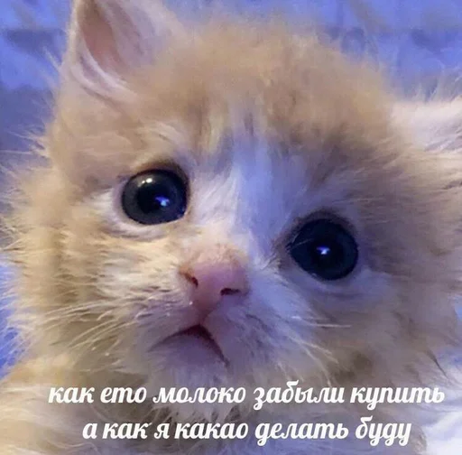 😓 Стикер «pisi» для Telegram