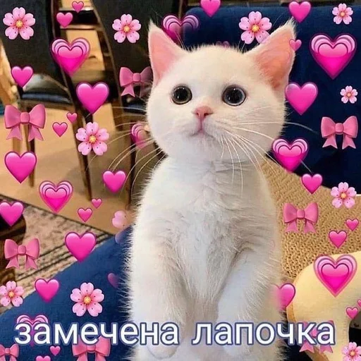 Стикерпак ♡︎ для Telegram