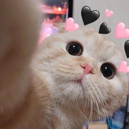 🩰 Стикер «♡︎» для Telegram