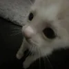 🐈‍⬛ Эмодзи «няшк» для Telegram