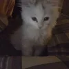 😔 Эмодзи «няшк» для Telegram