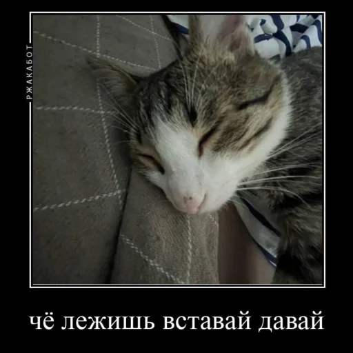 🙃 Стикер «Миленькие котики» для Telegram