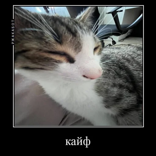 😚 Стикер «Миленькие котики» для Telegram