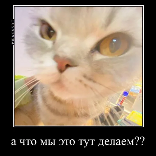 🤔 Стикер «Миленькие котики» для Telegram