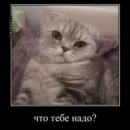 😤 Стикер «Миленькие котики» для Telegram
