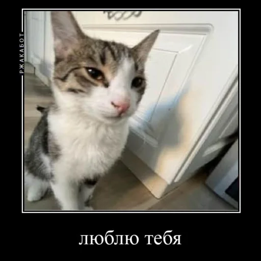 ❤️ Стикер «Миленькие котики» для Telegram