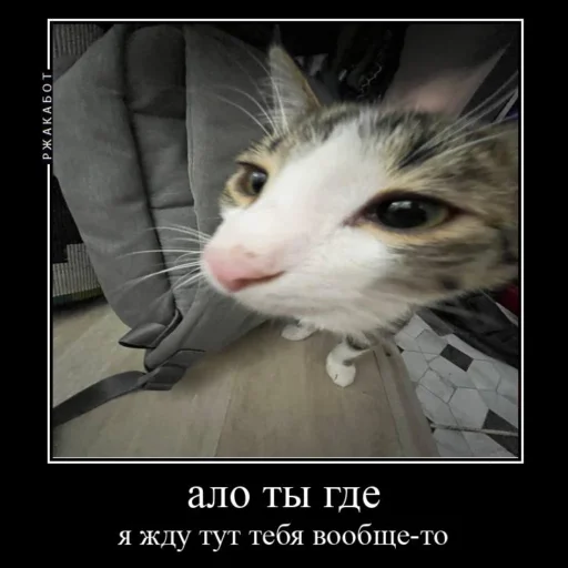 🧐 Стикер «Миленькие котики» для Telegram