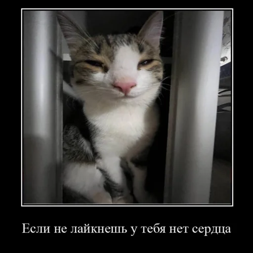 🥰 Стикер «Миленькие котики» для Telegram
