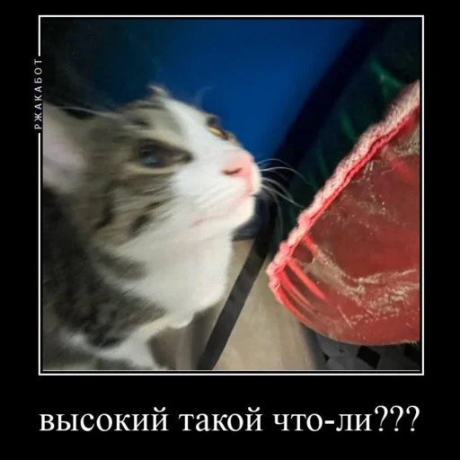 😏 Стикер «Миленькие котики» для Telegram
