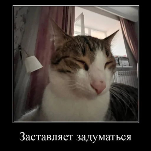 🤫 Стикер «Миленькие котики» для Telegram