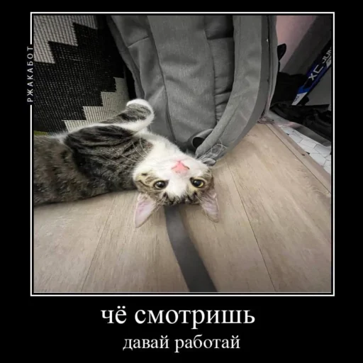 😠 Стикер «Миленькие котики» для Telegram