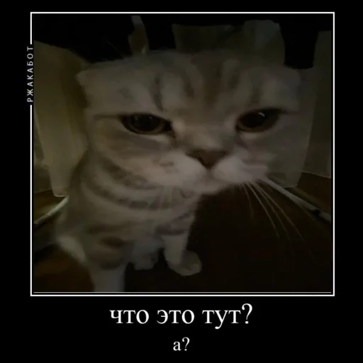😾 Стикер «Миленькие котики» для Telegram