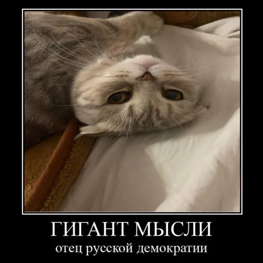 🥶 Стикер «Миленькие котики» для Telegram
