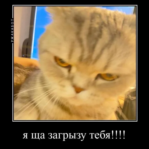😡 Стикер «Миленькие котики» для Telegram