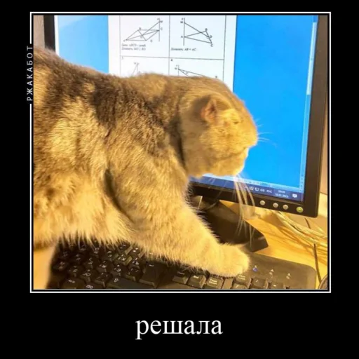 🥶 Стикер «Миленькие котики» для Telegram