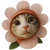 Обложка набора Милота