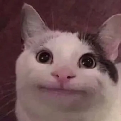 🙂 Стикер «Cuteness Overload» для Telegram
