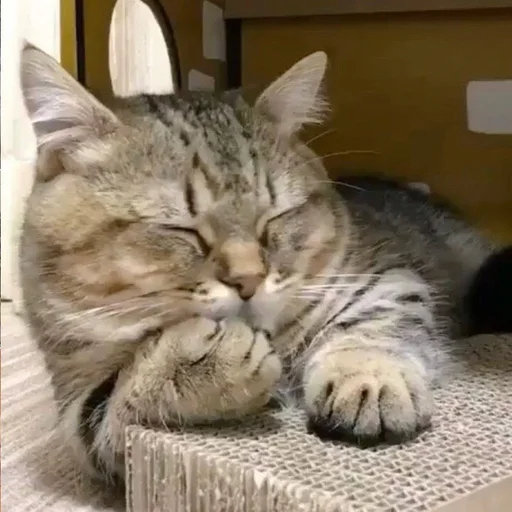 😴 Стикер «Cuteness Overload» для Telegram