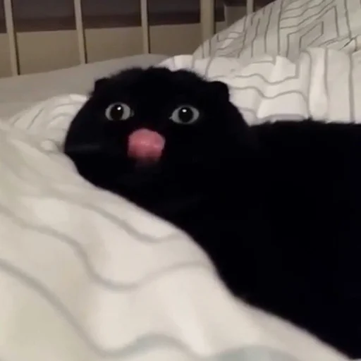 😛 Стикер «Cuteness Overload» для Telegram