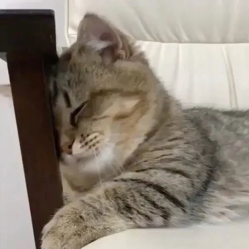 😴 Стикер «Cuteness Overload» для Telegram