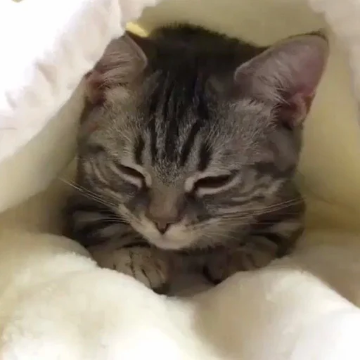 🥱 Стикер «Cuteness Overload» для Telegram